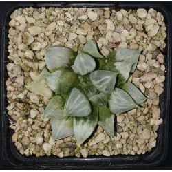 Haworthia splendens 'LOVEHEARTS'