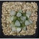 Haworthia splendens 'LOVEHEARTS'