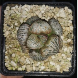 Haworthia splendens 'SILVER QUEEN'