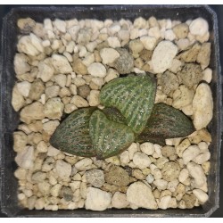 Haworthia splendens 'SILVER QUEEN'