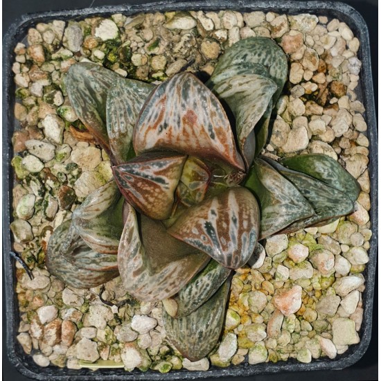 Haworthia splendens 'INCAROSE' (Silver Mutica x Splendens White Wolf (H. silvania))