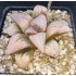 Haworthia splendens 'PRINCESS KAZUNOMIYA'