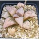 Haworthia splendens 'PRINCESS KAZUNOMIYA'