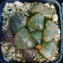 Haworthia splendens 'PINK LADY'