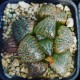 Haworthia splendens 'PINK LADY'