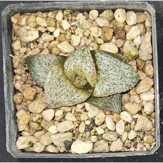 Haworthia splendens 'TAJ MAHAL'