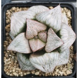 Haworthia splendens 'TAJ MAHAL'