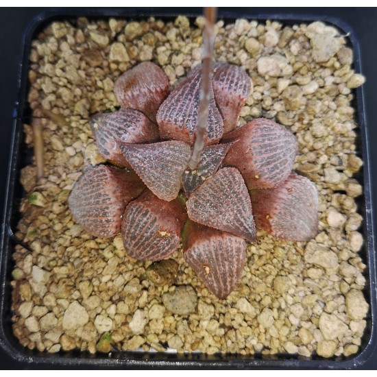 Haworthia splendens 'RED BLUE CRAB'