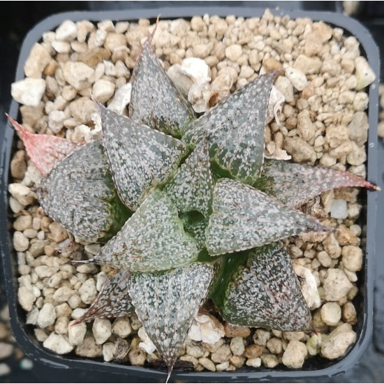 Haworthia splendens 'ANDROMEDA'