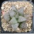 Haworthia splendens 'ANDROMEDA'