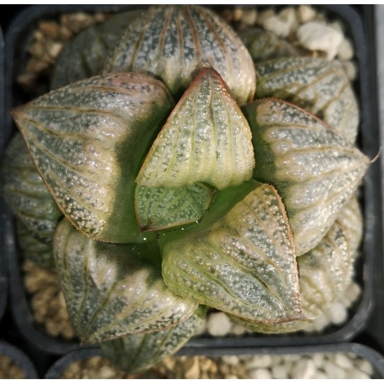 Haworthia splendens 'Silver Emperor'