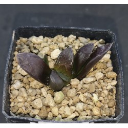 Haworthia splendens 'SISHIDEN'