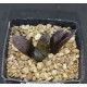 Haworthia splendens 'SISHIDEN'