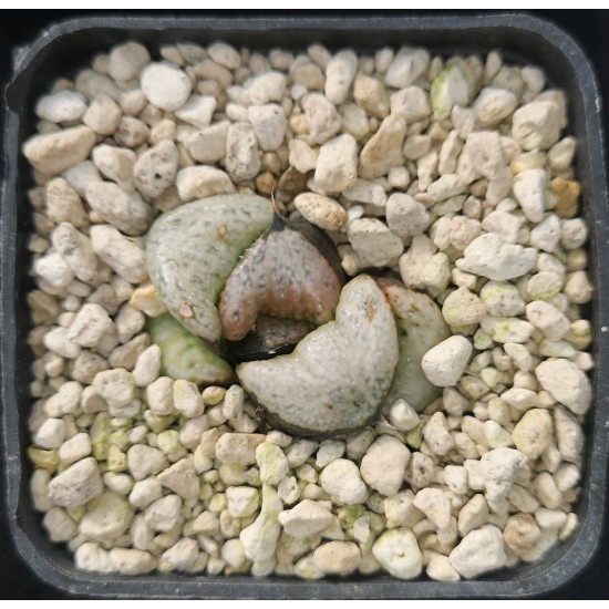 Haworthia splendens 'RED SAMURAI'