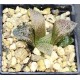 Haworthia splendens 'RED BLUE CRAB'