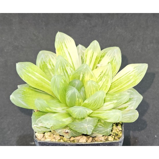 Haworthia obtusa 'Variegated'