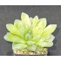 Haworthia obtusa 'Variegated'