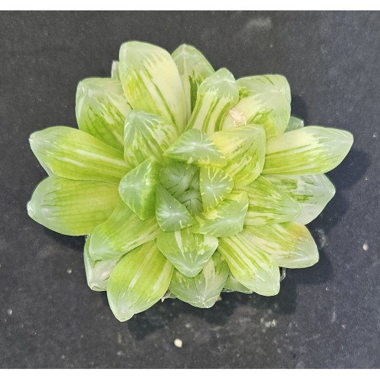 Haworthia obtusa 'Variegated'