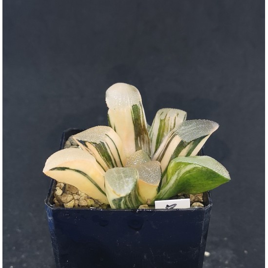 Haworthia bayeri 'VARIEGATED'