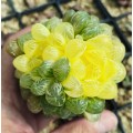 variegated