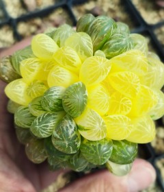 variegated variegated
