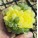 variegated
