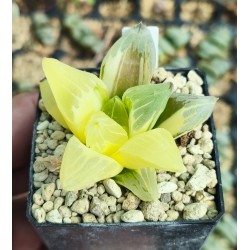 Haworthia pygmaea mutant variegated XXL