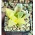 Haworthia pygmaea mutant variegated XXL