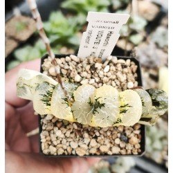 Haworthia truncata 'BLACK WOUTERS' ' KUROBUTAI' variegated