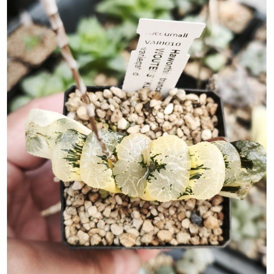 Haworthia truncata 'BLACK WOUTERS' ' KUROBUTAI' variegated