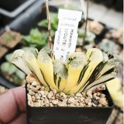 Haworthia truncata 'BLACK WOUTERS' ' KUROBUTAI' variegated