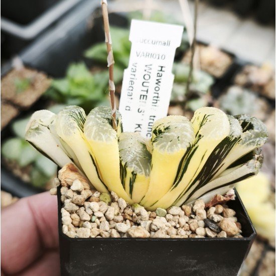 Haworthia truncata 'BLACK WOUTERS' ' KUROBUTAI' variegated
