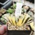 Haworthia truncata 'BLACK WOUTERS' ' KUROBUTAI' variegated