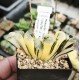 Haworthia truncata 'BLACK WOUTERS' ' KUROBUTAI' variegated