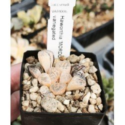 Haworthia 'MORDOR' variegated