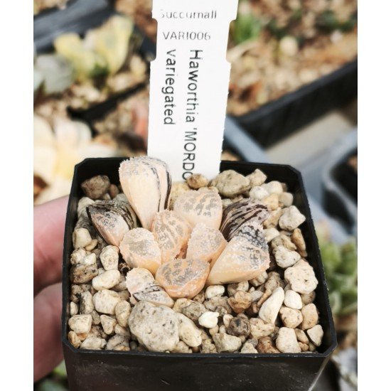 Haworthia 'MORDOR' variegated