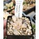 Haworthia 'MORDOR' variegated