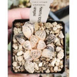 Haworthia 'MORDOR' variegated