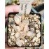 Haworthia 'MORDOR' variegated