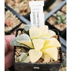 Haworthia pygmaea 'ICE DIAMOND' variegated