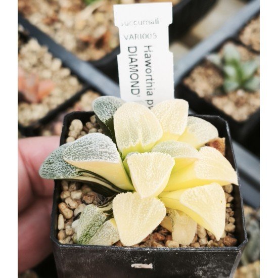 Haworthia pygmaea 'ICE DIAMOND' variegated