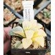 Haworthia pygmaea 'ICE DIAMOND' variegated