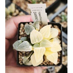 Haworthia pygmaea 'ICE DIAMOND' variegated
