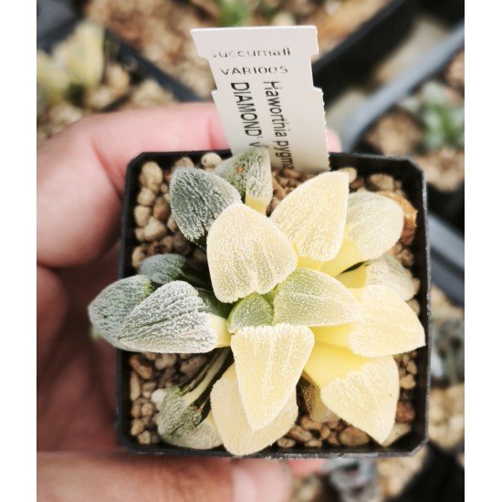 Haworthia pygmaea 'ICE DIAMOND' variegated