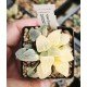 Haworthia pygmaea 'ICE DIAMOND' variegated