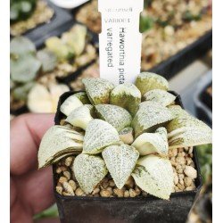 Haworthia picta variegated