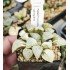 Haworthia picta variegated