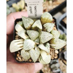 Haworthia picta variegated