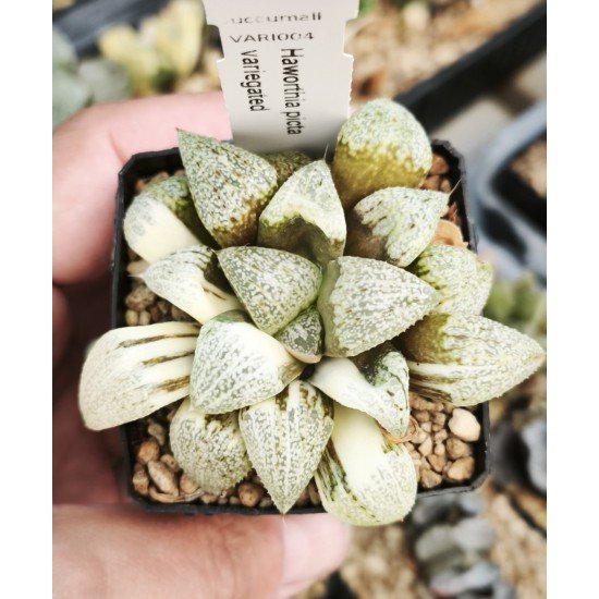 Haworthia picta variegated