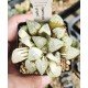 Haworthia picta variegated